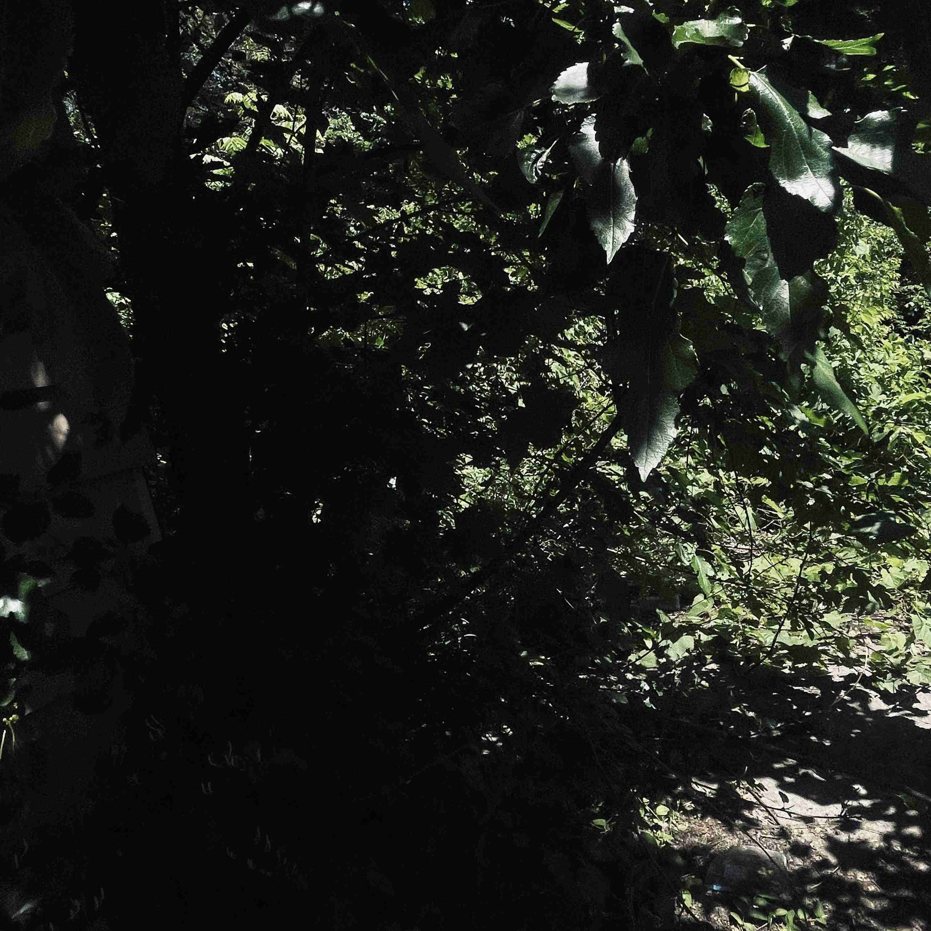 11706 Auburn (14).jpg